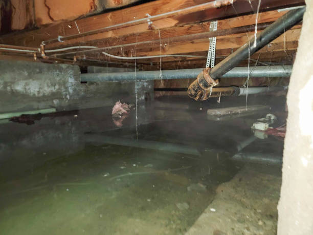 Best Water damage restoration near me  in Petersburg, IL