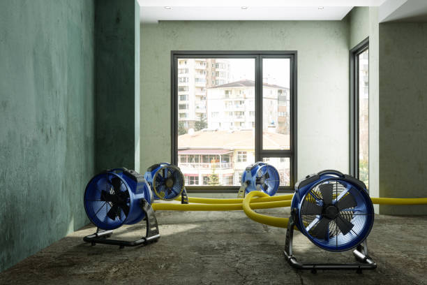 Best Professional water damage repair  in Petersburg, IL